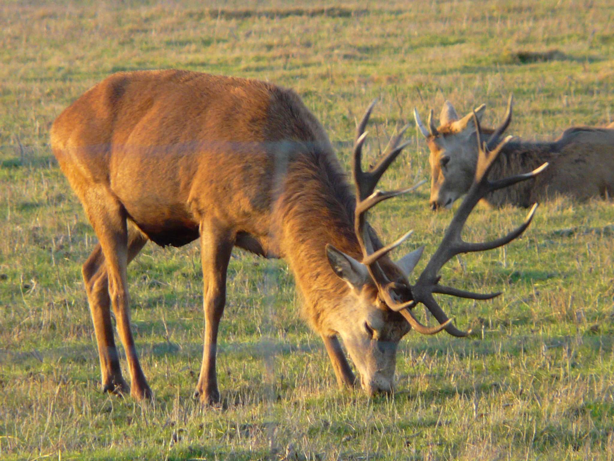 Image of Cervus elaphus hispanicus Hilzheimer 1909