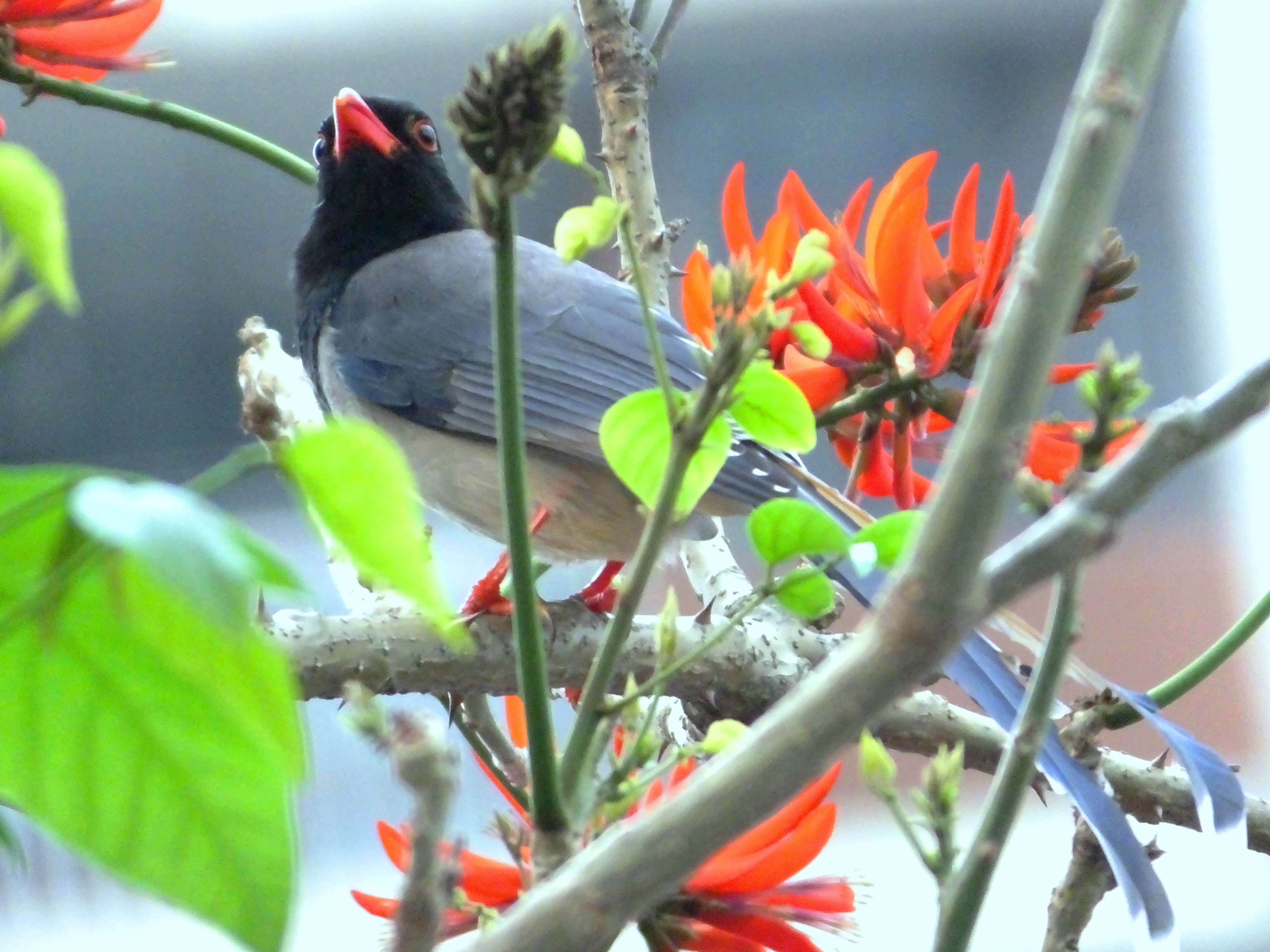 Image of Blue Magpie