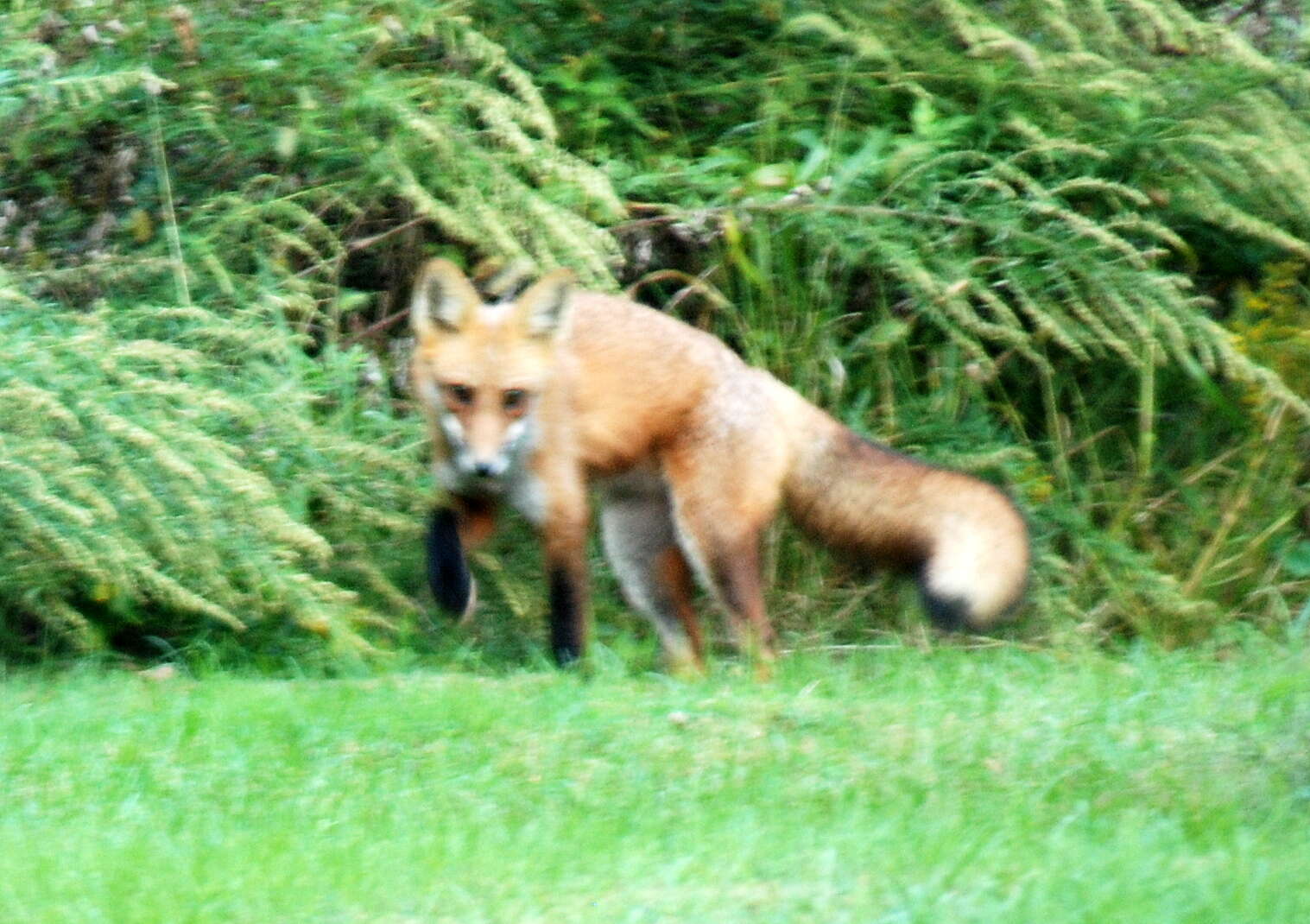 Image of Foxes