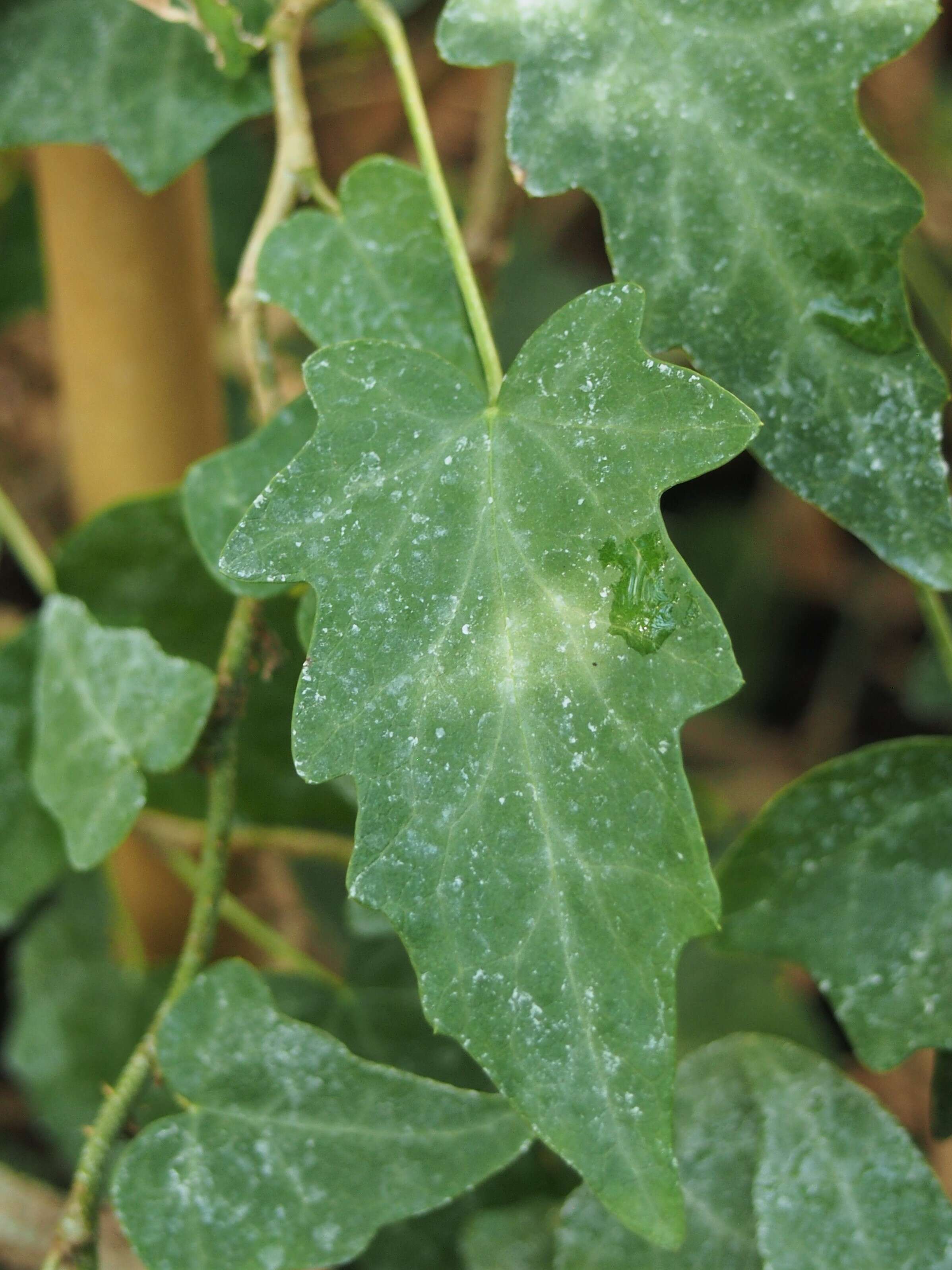 Hedera nepalensis K. Koch resmi