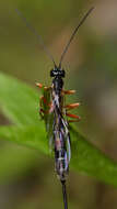 Image of Rhyssella nitida (Cresson 1864)