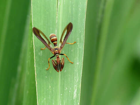 Image de Climaciella brunnea (Say ex Keating 1824)