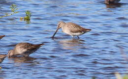 Image of Short-billed Dowitcher