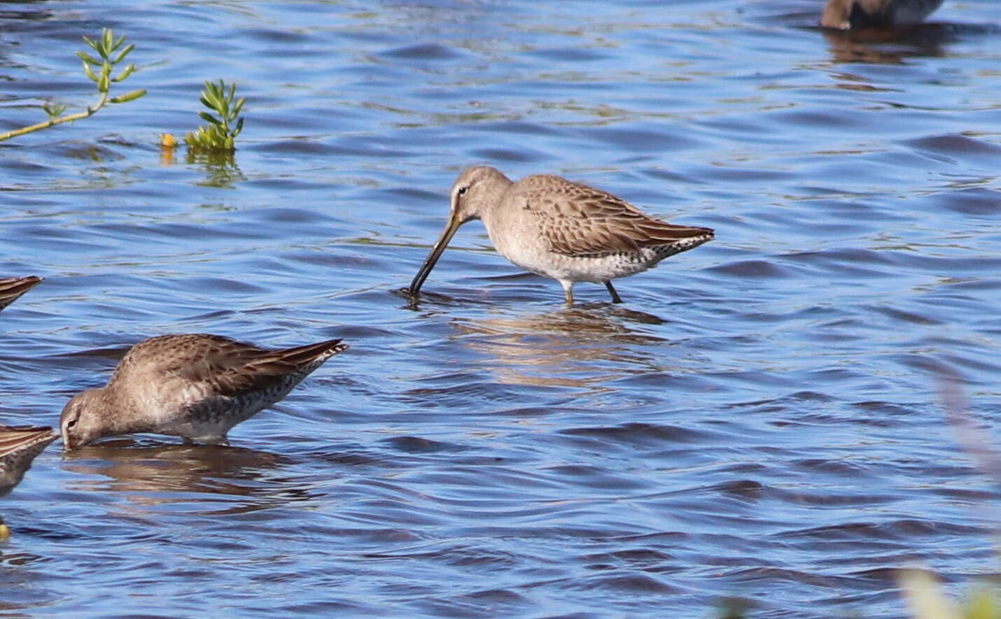 Image of Short-billed Dowitcher