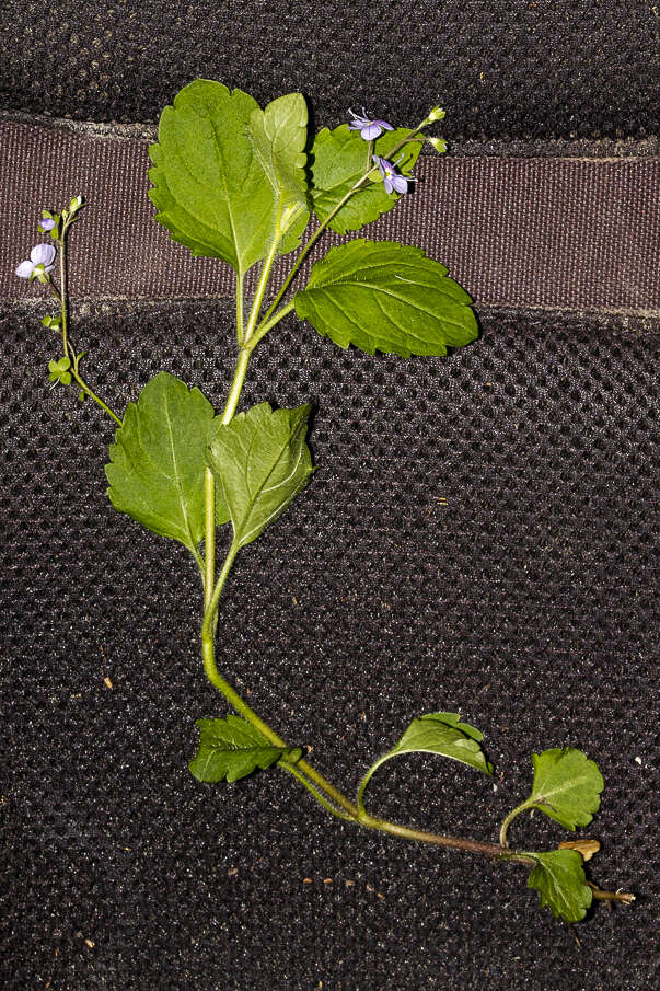 Image of Wood speedwell