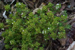 Image of Camphor Thyme