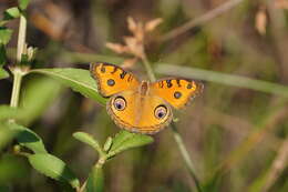 Imagem de Junonia almana Linnaeus 1758