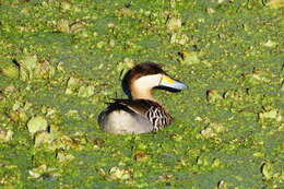 Image of Silver Teal