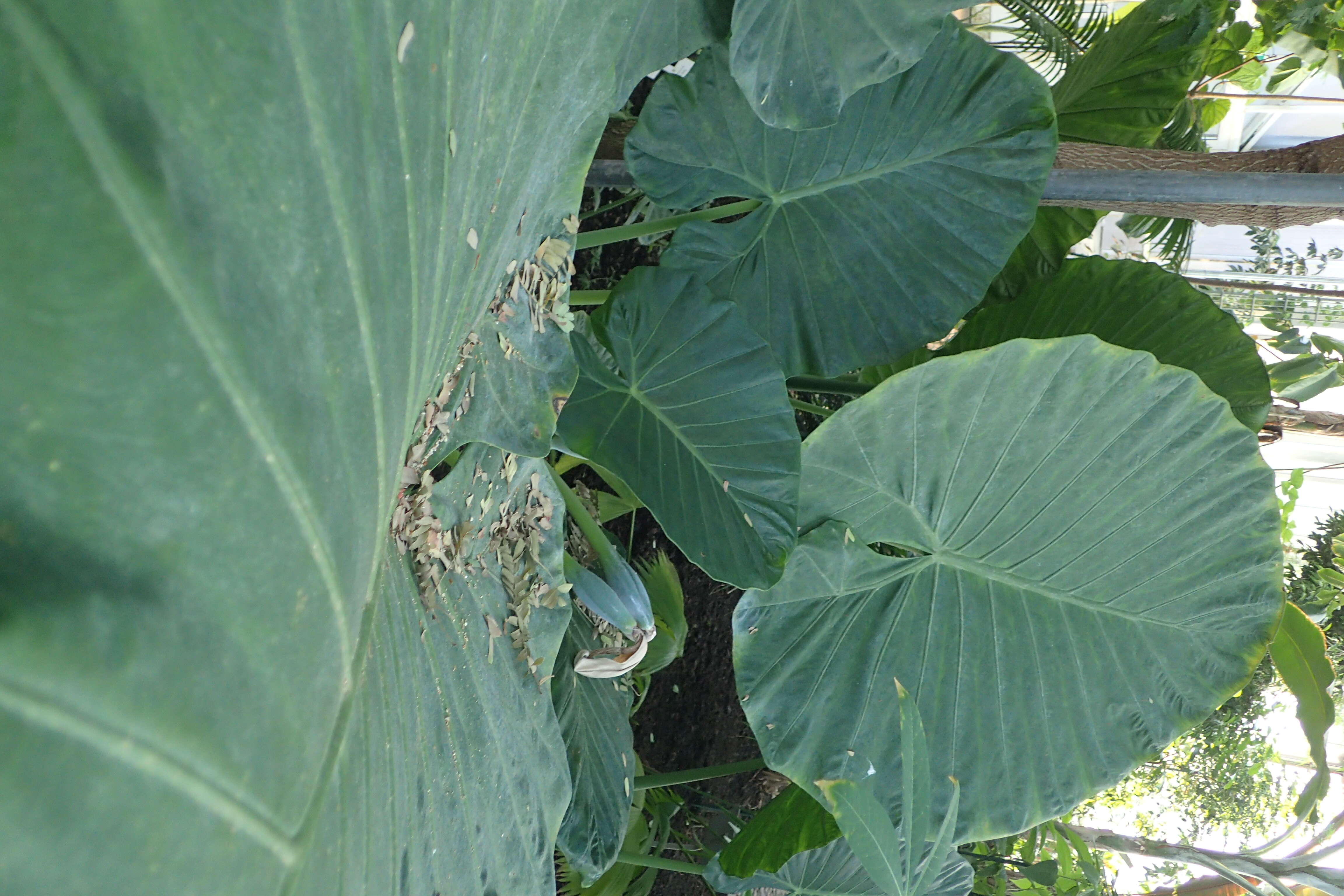 Imagem de Alocasia macrorrhizos (L.) G. Don