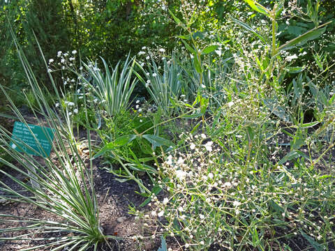 Image de Gypsophila paniculata L.