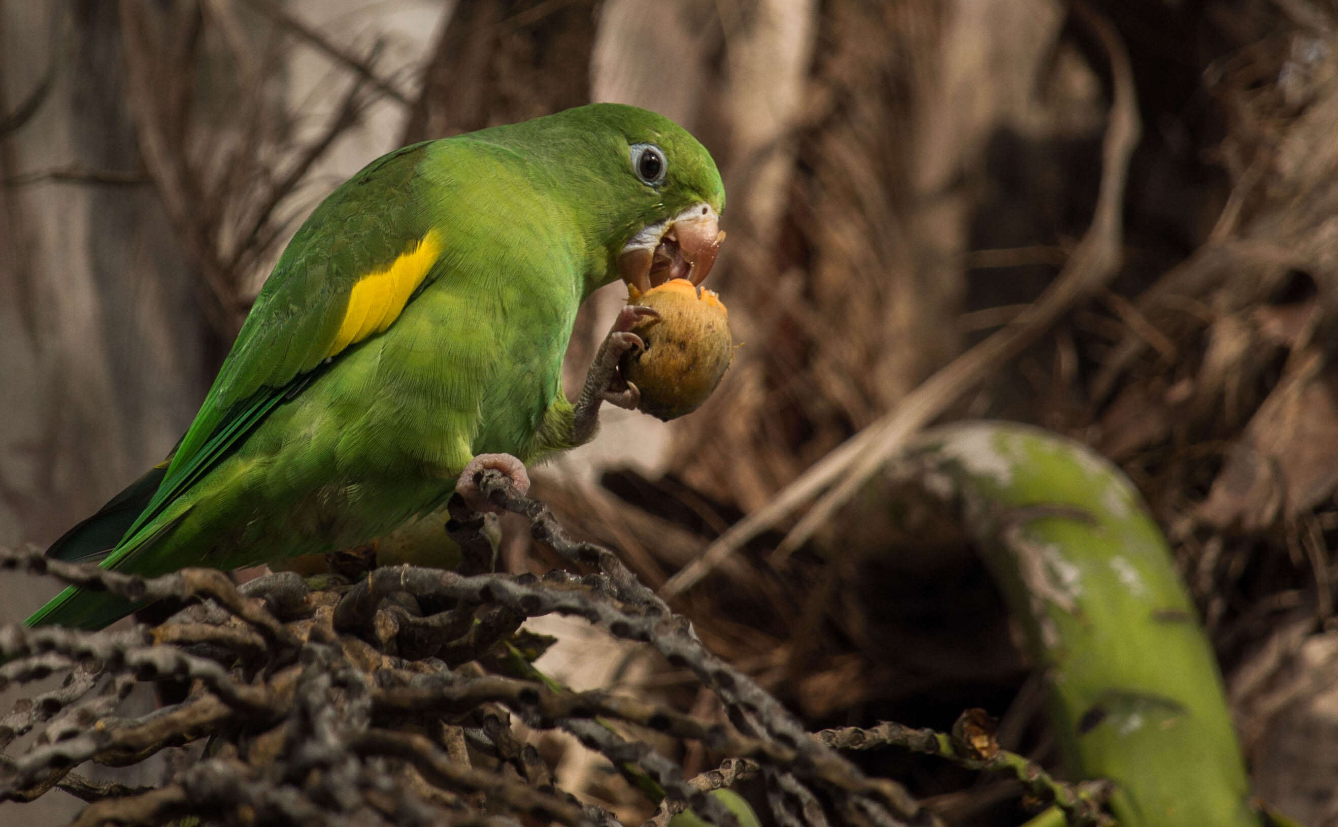 Image of Yellow-chevroned Parakeet