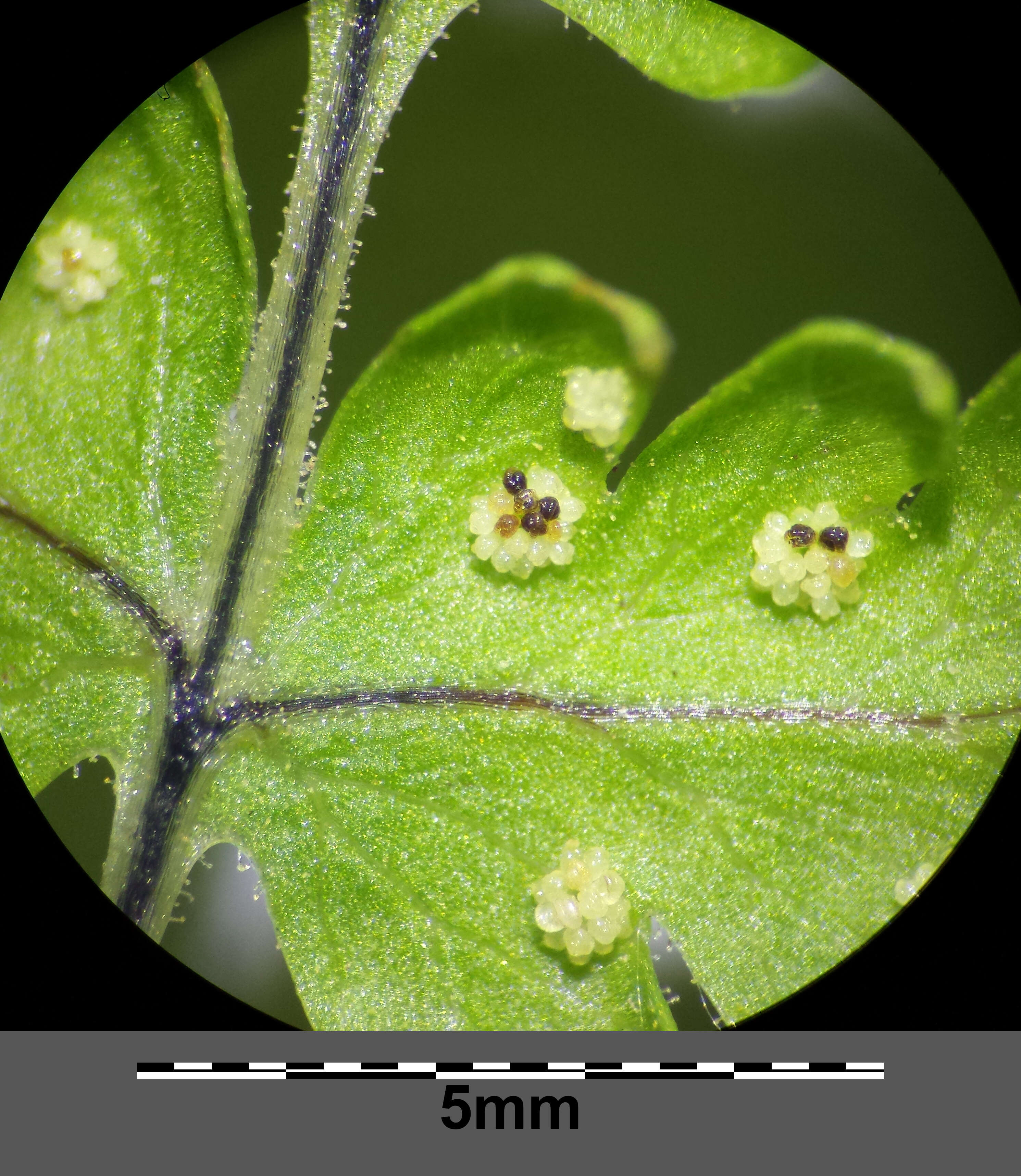 Слика од Gymnocarpium robertianum (Hoffm.) Newman