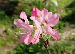 صورة Rhododendron vaseyi A. Gray