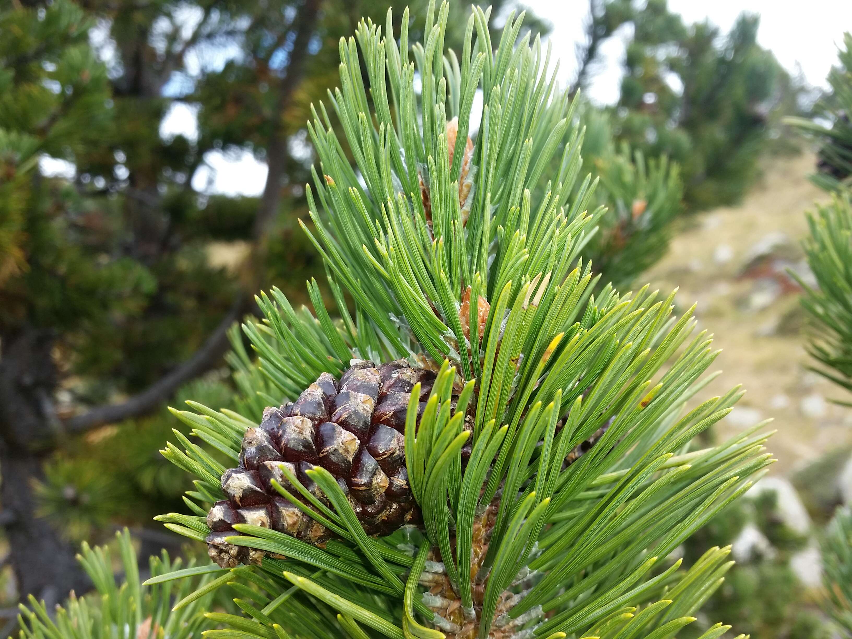 صورة Pinus uncinata Ramond ex DC.