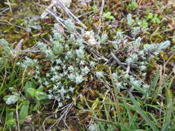 Image of field cudweed