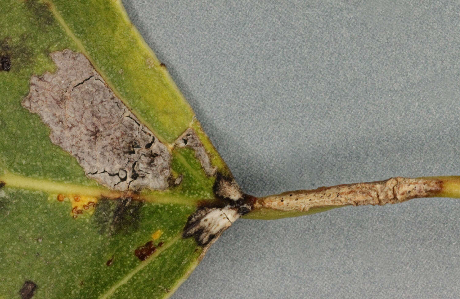 Image of Ectoedemia hannoverella (Glitz 1872) Borkowski 1972
