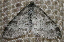 Image of Powdered Bigwing