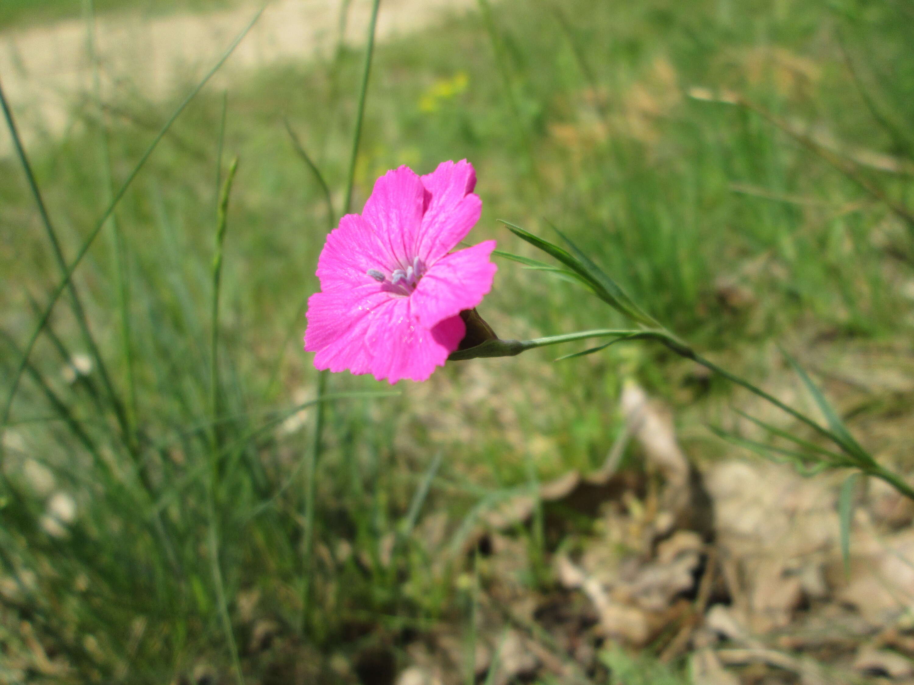 Image of carthusian pink