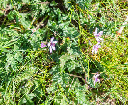 Image of Common Stork's-bill