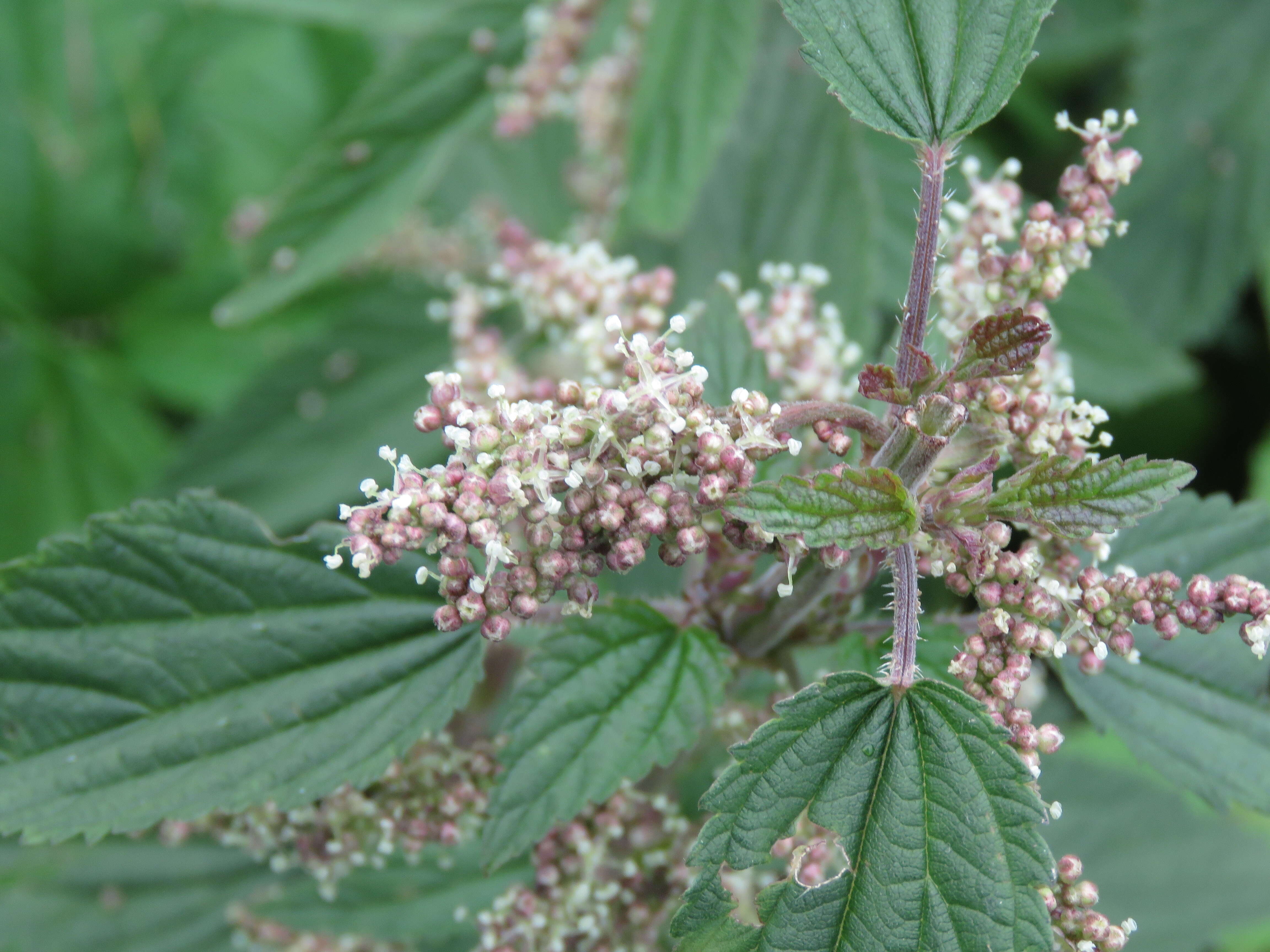 Image of Common Nettle