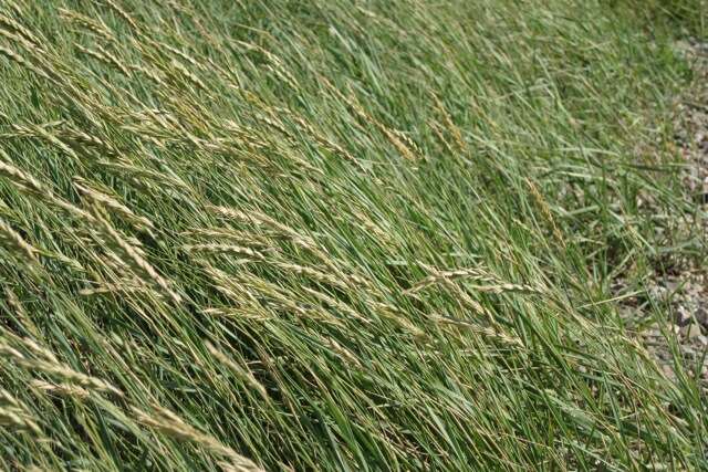 Imagem de Elymus pungens (Pers.) Melderis