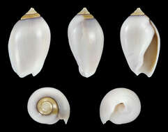 Image of Olivella walkeri Berry 1958