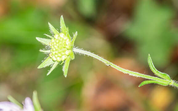 Слика од Knautia arvensis (L.) Coulter