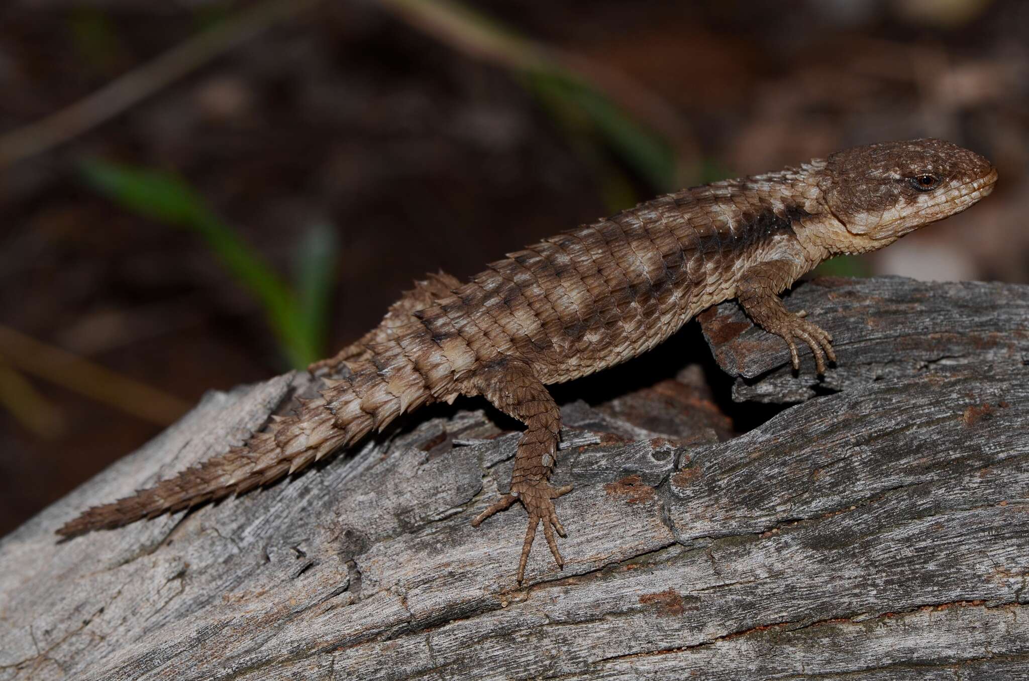 Image of Limpopo Girdled Lizard