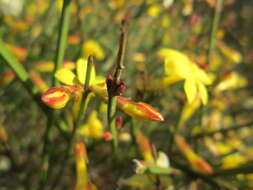 Image of winter jasmine