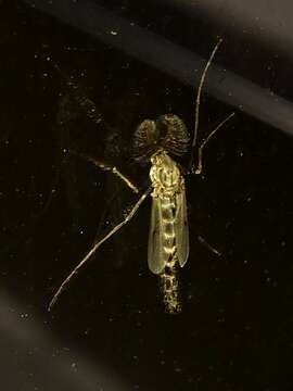 Image of Buzzer midge