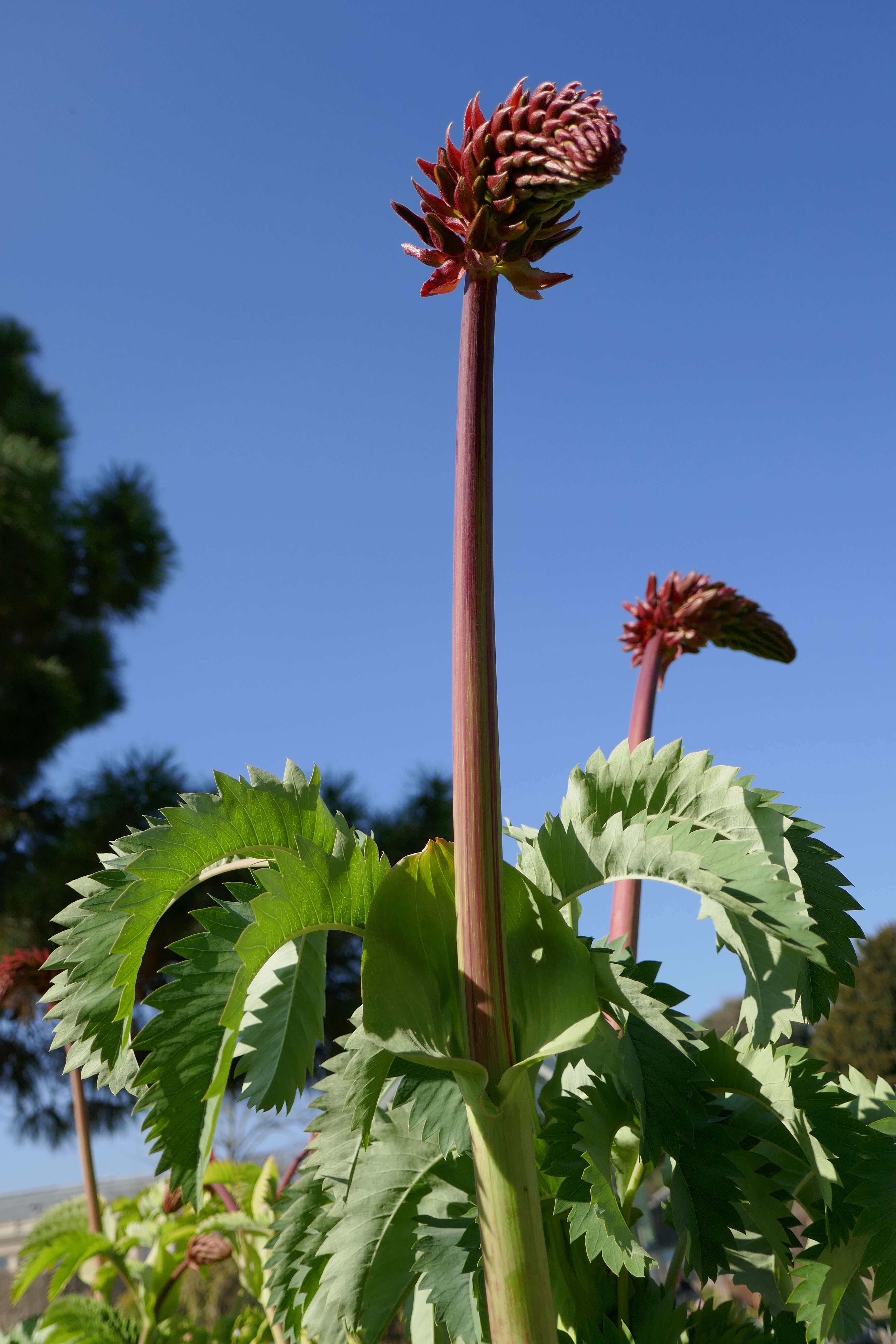 Image de Melianthus major L.