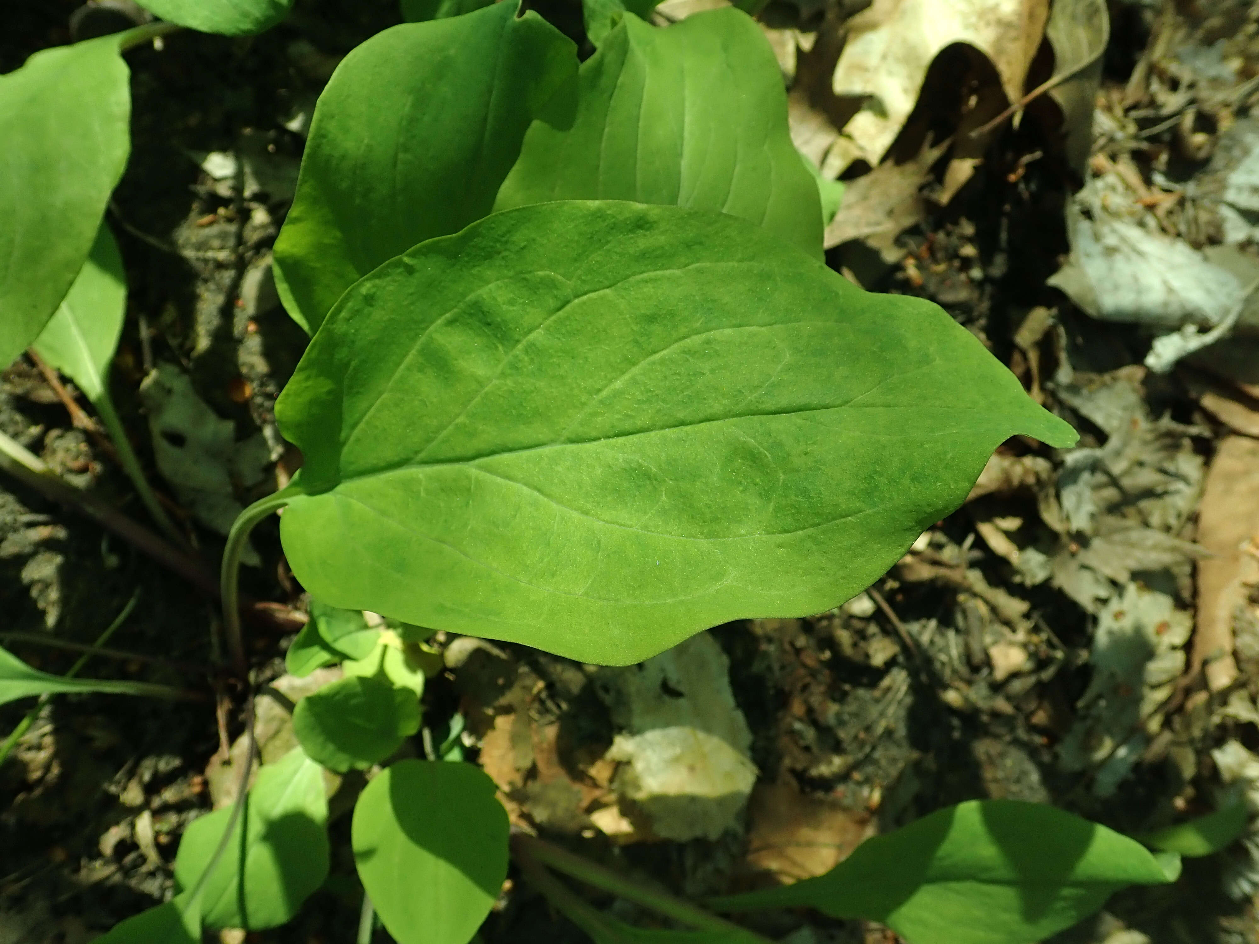 Image of Virginia Bluebell