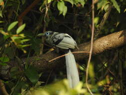 Image of Blue-faced Malkoha