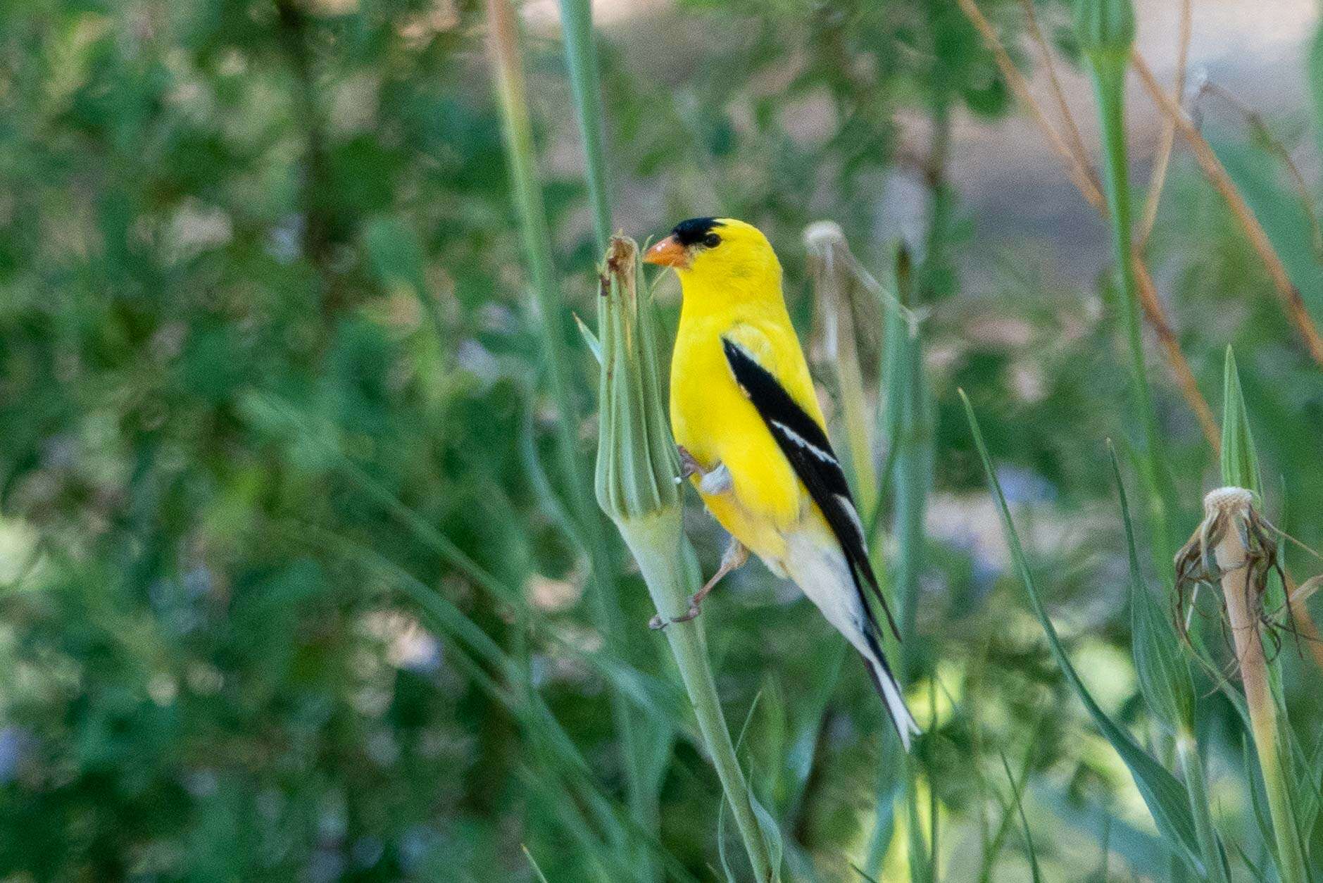 Image of American Goldfinch