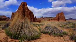 Imagem de Muhlenbergia pungens Thurb.