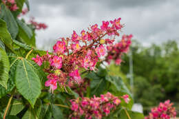 Image of red horse-chestnut