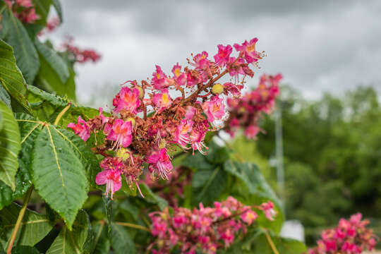 Image of red horse-chestnut