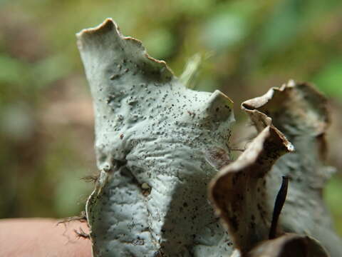 Image of British felt lichen