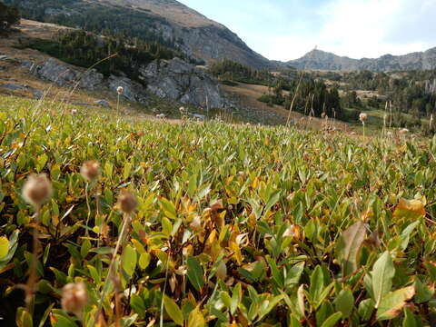 Image of diamondleaf willow