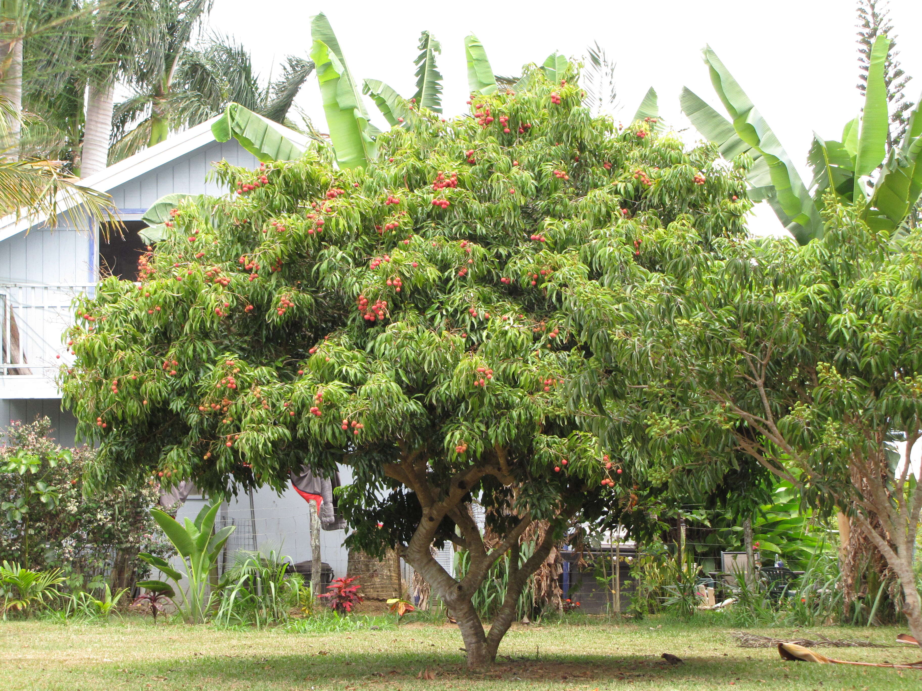 Image of lychee