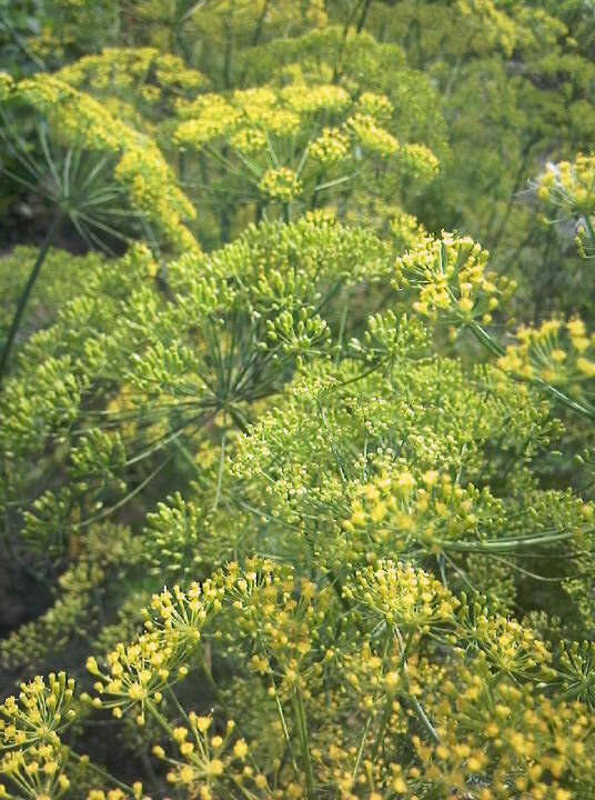 Image of dill