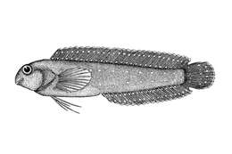 Image of Parenchelyurus