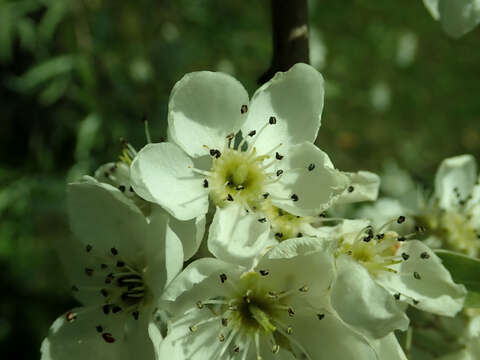 Plancia ëd Pyrus salicifolia Pall.