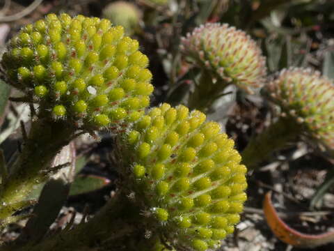 Image of Creeping pincushion