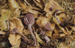 Image of Laccaria amethystina Cooke 1884