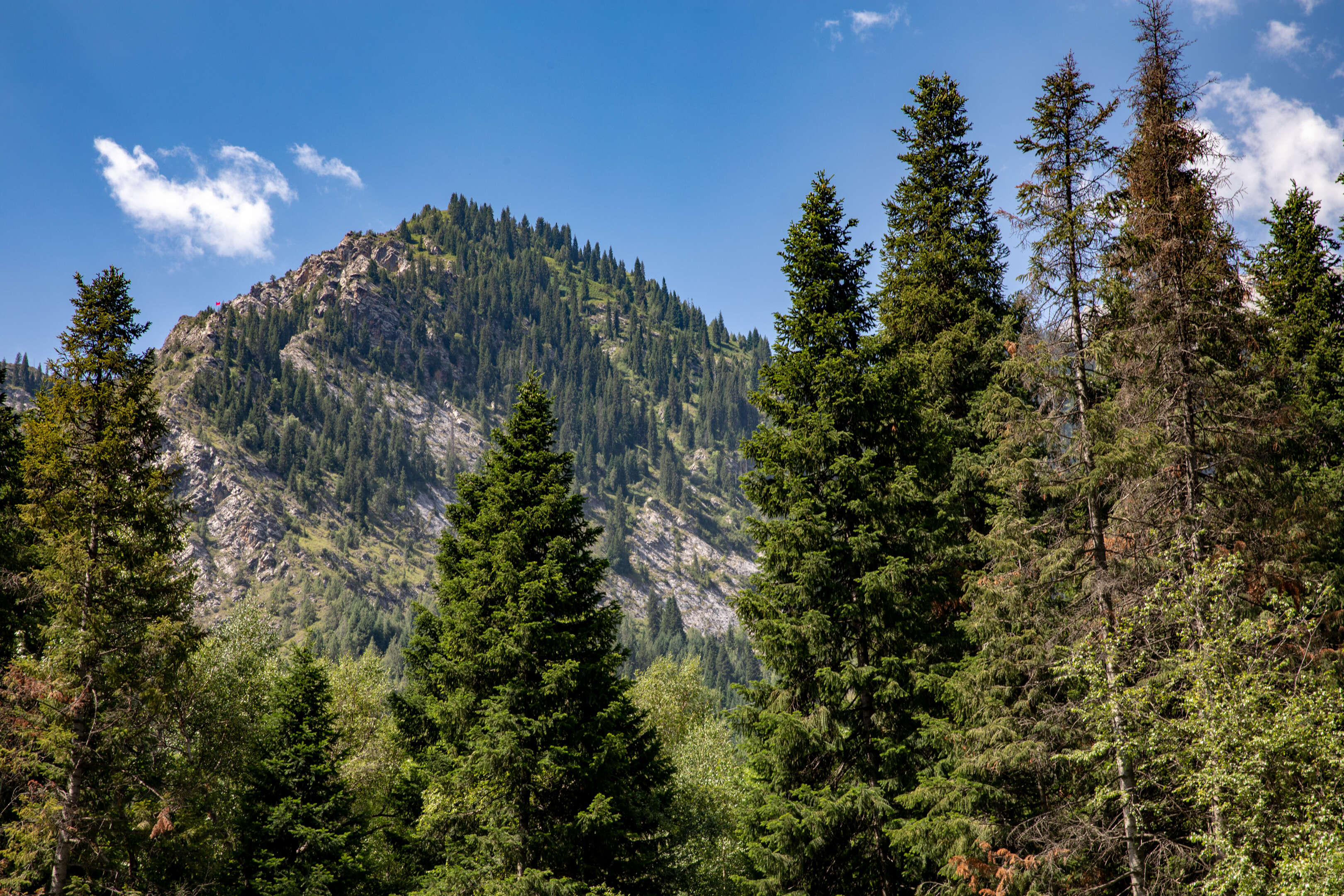 Image of Siberian Fir