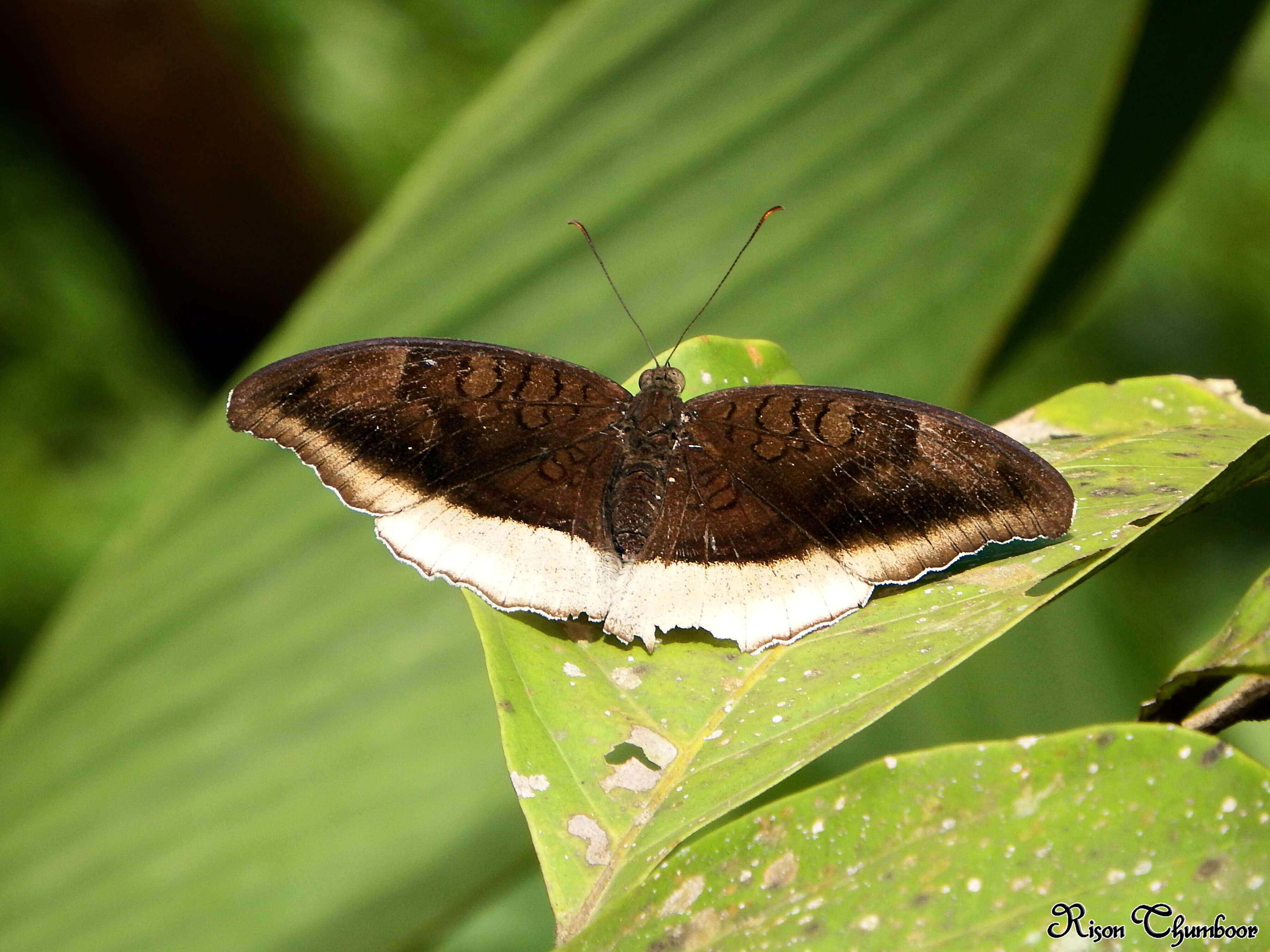 Image of Tanaecia lepidea Butler 1868