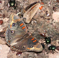 Image of Junonia nigrosuffusa Barnes & McDunnough 1916