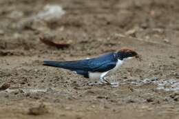 Hirundo smithii Leach 1818 resmi