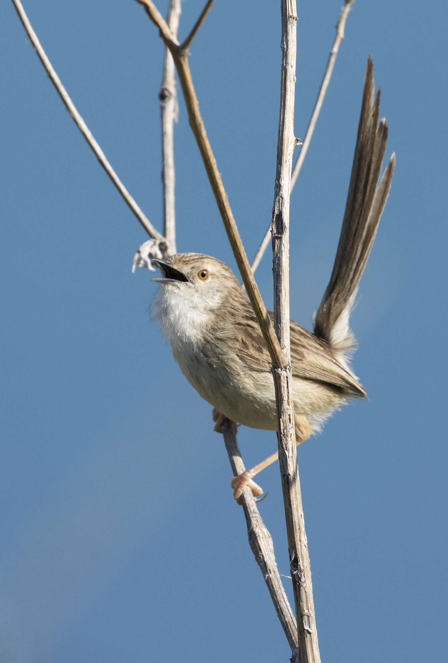 Слика од Prinia gracilis (Lichtenstein & Mhk 1823)